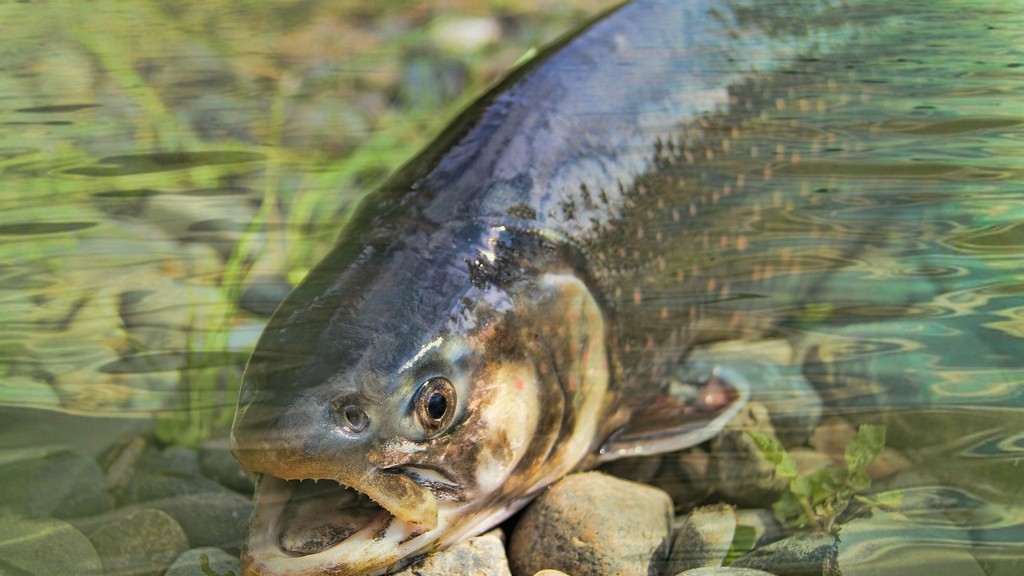 แม่น้ำวิลสันปิดสำหรับการตกปลาปลาแซลมอนหรือไม่